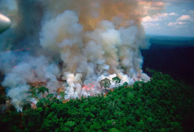 Brazil, Amazon, Amazon fire, carbon, forest fire, wildfire, The Federal, English news website Brazil, Amazon, Amazon fire, carbon, forest fire, wildfire, The Federal, English news website